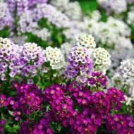 Алісум Ейфорія (суміш) за 0,25 г