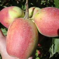 Саженец Яблоня Кандиль Синап (осенний сорт)