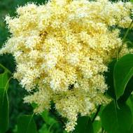 Бузок Пекінський за 10 нас.