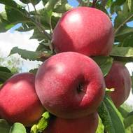 Саженец Яблоня Моди