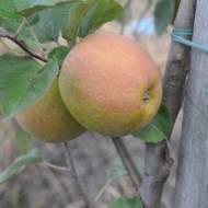 Саженец Яблоня Ред Боскоп