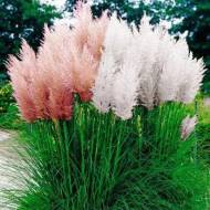 Помпасная трава (смесь) за 0,05 г