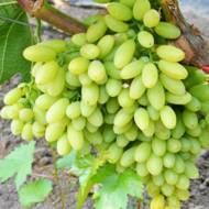 Саженец Виноград кишмиш Столетие