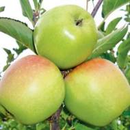 Саженец Яблоня Ренет Кубанский