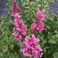 Сирень Потанина за 5 сем.