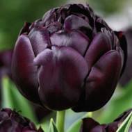 Тюльпан махровий Black Hero