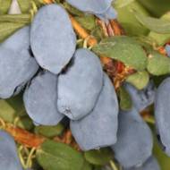 Саджанець Жимолость їстівна Бореал Біст