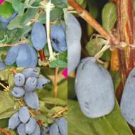 Комплект із трьох жимолостей Бореалів