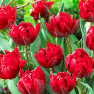 Тюльпан багатоквітковий Robinho