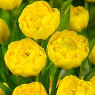 Тюльпан махровий пізній Yellow Pomponette