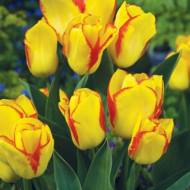 Тюльпан багатоквітковий Outbreak