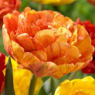 Тюльпан махровий Sunlover