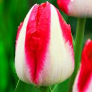 Тюльпан тріумф Alectric