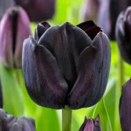 Тюльпан тріумф Пауль Шерер