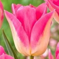 Тюльпан тріумф Роял Тен