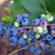 Саджанець Лохина Река