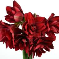 Гіпеаструм (амарилісові) Amarantia