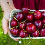 Саджанець Черешня Казка