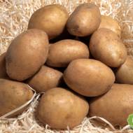 Семенной картофель Партнер