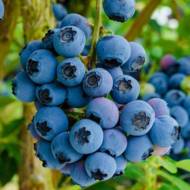 Саженец Голубика Река