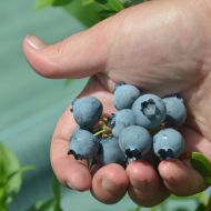 Саженец Голубика Патриот