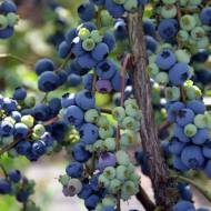 Саджанець Лохина Фіолент в контейнері