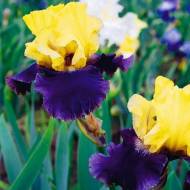 Ірис бородатий Джурасік Парк