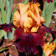 Ірис  Hot secret