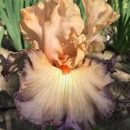 Ірис  Parisian dawn