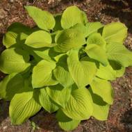 Хоста August moon