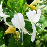 Саджанець Жимолость сітчаста (японська) Aureoreticulata в контейнері