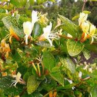 Саженец жимолости сетчатой ​​(японской) Aureoreticulata в контейнере