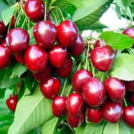 Саджанець Черешня Зодіак