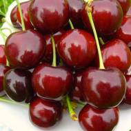 Саджанець Черешня Біг Стар