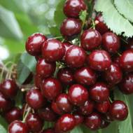 Саджанець Черешня Скіна