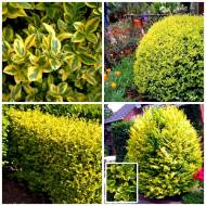 Саджанець Бірючина круглолиста Aureum в контейнері