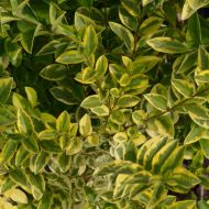 Саженец бирючины круглолистной Aureum в контейнере