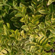 Саженец бирючины круглолистной Aureum в контейнере