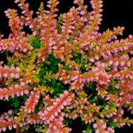 Саженец вереска Голден Вондер в контейнере