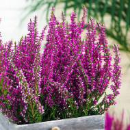 Саджанець Верес Аметист в контейнері