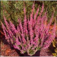 Саженец вереска Аметист в контейнере