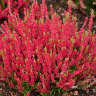 Саджанець Верес Дарк Б'юті в контейнері