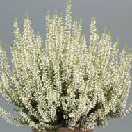 Саженец вереска Мадонна Блэк в контейнере