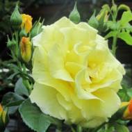 Роза плетистая Казино