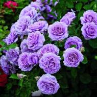 Роза плетистая Блю мун