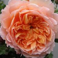 Роза плетистая Полька