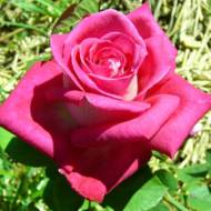 Роза чайно-гибридная Акапелла