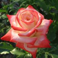 Роза чайно-гибридная Императрица Фарах