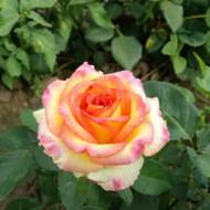 Роза чайно-гибридная Амбьянс