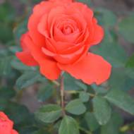 Роза чайно-гибридная Анжелика